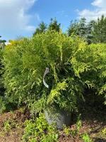 Туя западная Вудварди | Thuja occidentalis Woodwardii - Контейнерный - 40-60 (см) - C7,5 - 6 шт. в комлекте