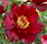 Пион Ито Скарлет Хевен (Paeonia Itoh) Саженец/20-30см./2 года/3л/Закрытая (ЗКС)