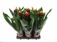 ГусманияAlto красная - Guzmania Alto D12 H50