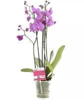 Фаленопсис 3 цветоноса - Phalaenopsis Lamu D12 H60