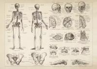 Плакат, постер на бумаге анатомический, медицинский принт. Строение человека. Скелет человека. Размер 42 х 60 см