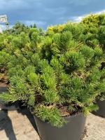 Сосна горная | Pinus mugo - Копанный - 60-80 (см) - WRB - 2 шт. в комлекте