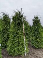 Туя западная Брабант | Thuja occidentalis Brabant Premium - Контейнерный - 140-160 (см) - С15 - 4 шт. в комлекте