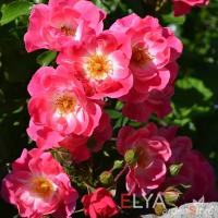 Саженцы почвопокровной розы Фуксия Мейландекор