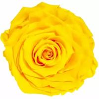 Стабилизированные бутоны роз Соло, желтый SOLI/Y01