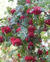 Рябина плодовая Алая крупная, Саженцы, С5 (5 литров), ЗКС - Деревья лиственные
