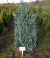 Кипарисовик Лавсона Пелтс Блю (Chamaecyparis lawsoniana Pelts Blue) Саженец/5-10 см./1 год/р9/Закрытая (ЗКС)