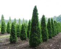 Туя Западная Колумна (Thuja occidentalis) Саженец/5-10 см./1 год/р9/Закрытая (ЗКС)