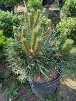 Сосна черная Nana | Pinus nigra 