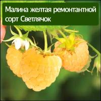 Саженцы малины желтая ремонтантной Светлячок