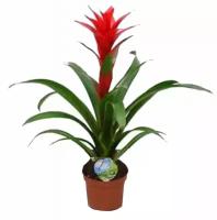 Гусмания красная - Guzmania Aphrodite D12 H60