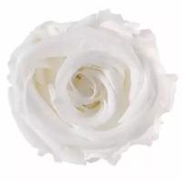 Роза RME/3000, белая, 8 бутонов