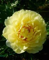 Пион Ито Барцелла (Paeonia Itoh) Саженец/20-30см./2 года/3л/Закрытая (ЗКС)