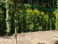 Туя западная Брабант | Thuja occidentalis Brabant Premium - Копанный - 260-280 (см) - WRB-80