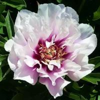 Пион Ито Кора Луиза (Paeonia Itoh) Саженец/20-30 см./2 года/3л/Закрытая (ЗКС)