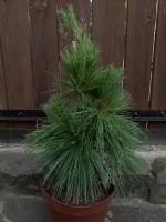 Саженец живое растение Сосна шверина Витхорст с5 pinus schwerinii Wiethorst