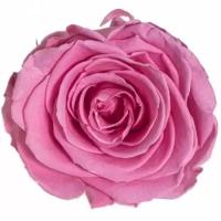Стабилизированные бутоны роз Макси, розовый SPLD/P02
