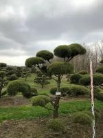 Сосна Норвежская | Pinus sylvestris 'Norske Typ' Bonsai - 225-250 (см), NR.6816