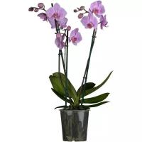 Фаленопсис гигантский 3 цветоноса - Phalaenopsis gigantea Charleston D15 H100