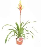 Гусмания желтая - Guzmania dissitiflora Gemma D9 H50