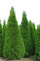 Туя западная Смарагд | Thuja occidentalis Smaragd - 125 - 150 (см) - 6 шт. в комлекте