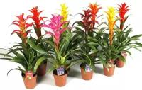 Гусмания микс - Guzmania D12 H40