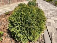 Туя западная Тайни Тим | Thuja occidentalis Tiny Tim - 20 - 30 (см) co 3 (Kt) - 16 шт. в комлекте