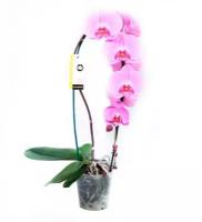 Каскадный фаленопсис - Phalaenopsis Cascade Love Letter D12 H60