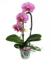 Каскадный фаленопсис - Phalaenopsis Cascade Leopard Prince D12 H40