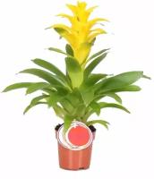 Гусмания желтая - Guzmania Diana D12 H50