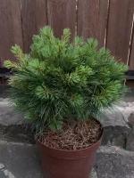 Саженец живое растение Сосна Си Урчин с5 35/35см Pinus strobus Sea Urchin