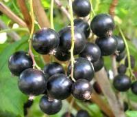 Смородина Черная Пигмей (Ribes nigrum) Саженец/4-5 лет/40л/Закрытая (ЗКС)