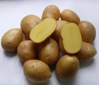 Картофель семенной Импала ( 2 кг в сетке 28-55, элита )
