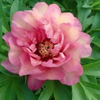 Пион Ито Хиллари (Paeonia Itoh) Саженец/30-40 см./2-3 года/7,5л/Закрытая (ЗКС)