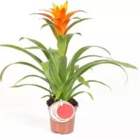 Гусмания ораньжевая - Guzmania Jive D12 H75