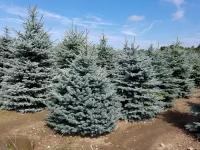 Ель колючая Глаука | Picea pungens Glauca - Копанный - 10000-11000 (см)