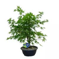 Бонсай клен дланевидный - Bonsai Acer Palmatum Arakawa D20 H50