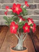 Адениум Red Flower, семена, цветы
