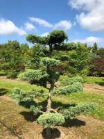 Можжевельник средний Минт Джулеп (ниваки) | Juniperus pfitzeriana Mint Julep Bonsai - Копанный - 100 - 150 (см) - WRB