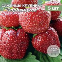 Клубника крупноплодная Боровицкая, саженцы/корневище клубники 5 шт