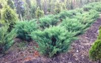 Можжевельник Казацкий Блю Донаубе (Juniperus sabina) Саженец/5-10 см./1 год/р9/Закрытая (ЗКС)