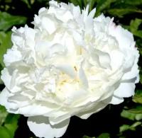 Пион молочноцветковый White, Саженцы, С1,5 (1.5 литра), ЗКС - Цветы многолетние