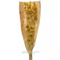 Kaemingk Сухоцветы для флористики Фаларис 50 см желтый 722794