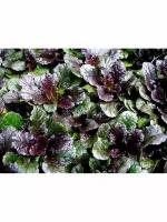 Живучка Ajuga, 1шт