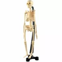 Сборная модель скелет Edu Toys