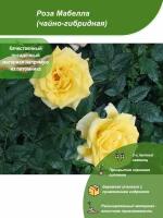 Роза Мабелла / Посадочный материал напрямую из питомника для вашего сада, огорода / Надежная и бережная упаковка