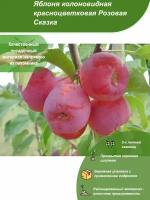 Яблоня колоновидная красноцветковая Розовая Сказка / Посадочный материал напрямую из питомника для вашего сада, огорода / Надежная и бережная упаковка