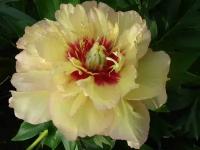 Пион Ито Кэллис Меморис (Paeonia Itoh) Саженец/20-30 см./2 года/3л/Закрытая (ЗКС)