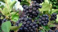 Арония Черноплодная Арония черноплодная Смуглянка (Aronia melanocarpa) Саженец/20-30 см./2 года/2л/Закрытая (ЗКС)