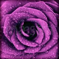 Фотообои фиолетовая роза с каплями росы 275x275 (ВхШ), бесшовные, флизелиновые, MasterFresok арт 10-309
